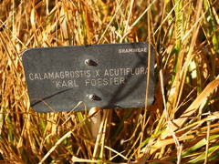 Calamagrostis × acutiflora