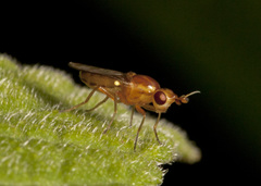 Ectecephala