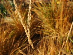 Calamagrostis × acutiflora