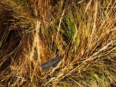 Calamagrostis × acutiflora