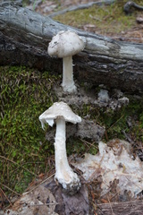 Amanita submaculata