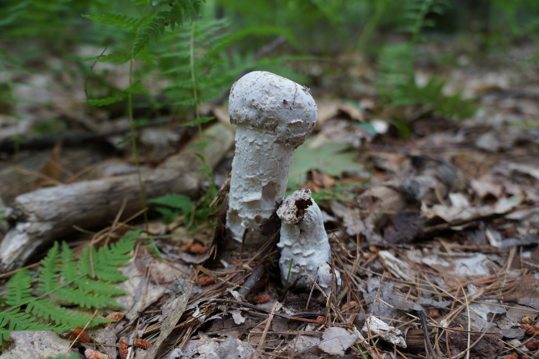 Hypomyces hyalinus image
