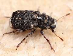 Dissoleucas niveirostris
