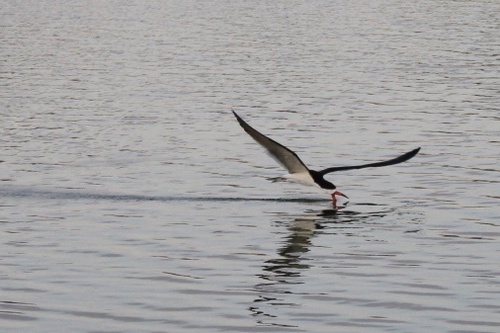 iNaturalist observation photo of Black Skimmer