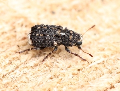 Dissoleucas niveirostris