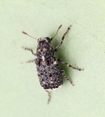 Dissoleucas niveirostris