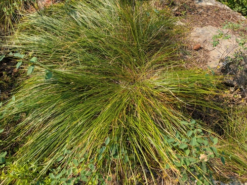 Carex geyeri, 2026-07-26
