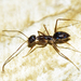長角狂蟻 - Photo 由 Tom Murray 所上傳的 (c) Tom Murray，保留部份權利CC BY-NC