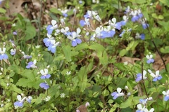 Collinsia verna