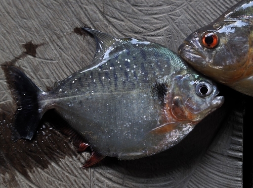 Pirambeba (Serrasalmus humeralis) — Serrasalmidae — 5