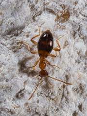 Acanthinus scitulus