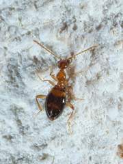 Acanthinus scitulus