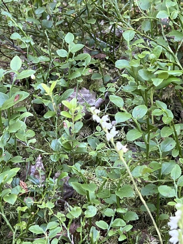 lesser rattlesnake plantain