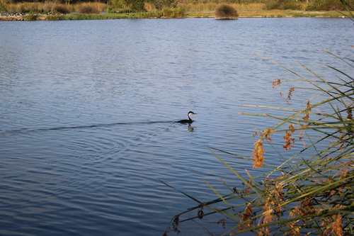 iNaturalist observation photo of Western Grebe