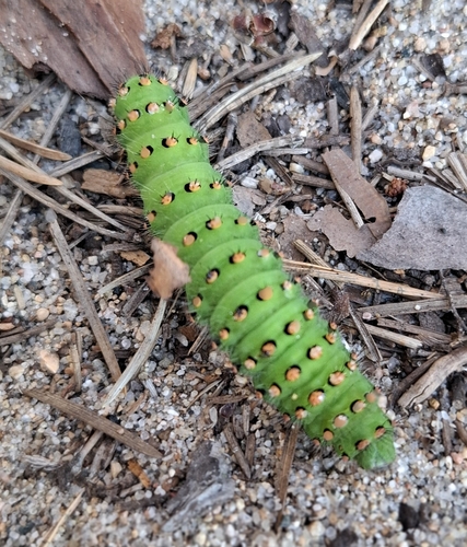 Small Emperor Moth