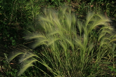 Hordeum jubatum