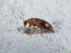 Diclidia