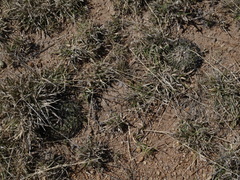 Echinofossulocactus phyllacanthus