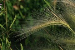 Hordeum jubatum