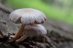 Pluteus leucoborealis
