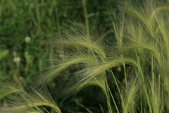 Hordeum jubatum