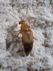 Diclidia