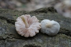 Pluteus leucoborealis