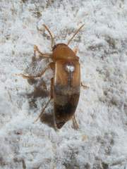 Diclidia