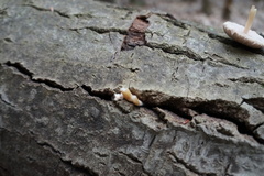 Pluteus leucoborealis