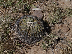 Echinofossulocactus phyllacanthus