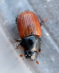 Aphodius fimetarius