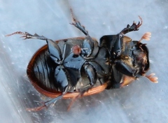 Aphodius fimetarius