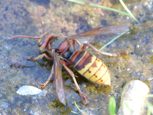 European Hornet