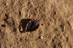 Hyalomma dromedarii