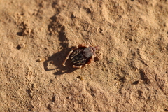 Hyalomma dromedarii