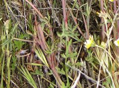 Delphinium recurvatum