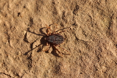 Hyalomma dromedarii