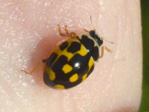 Fourteen-spotted Lady Beetle