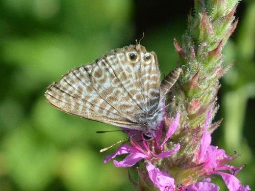 Lang's Short-tailed Blue