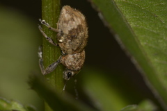 Pantomorus postfasciatus