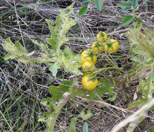 Solanum dimidiatum, photograph 3