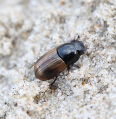 Aphodius foetidus
