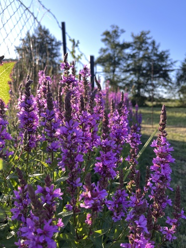 purple loosestrife