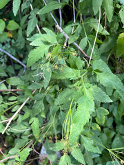 Osmorhiza occidentalis, photograph (c) glittergravel, some rights reserved (CC BY)
