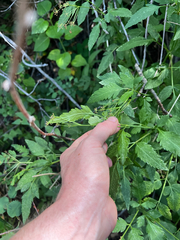 Osmorhiza occidentalis