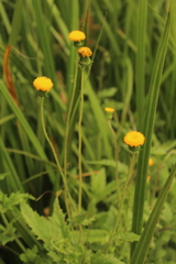 Crassocephalum picridifolium