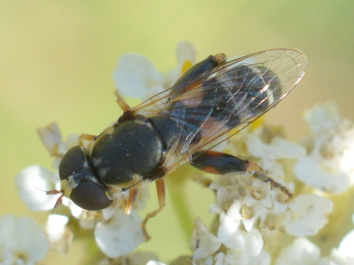 Thick-legged Hover Fly