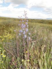 Delphinium recurvatum