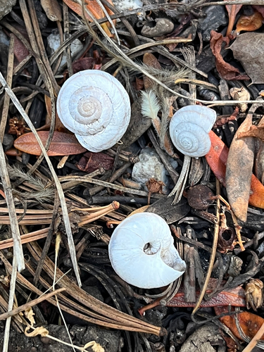 Great Basin Mountainsnail