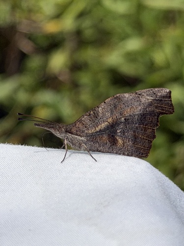 American Snout